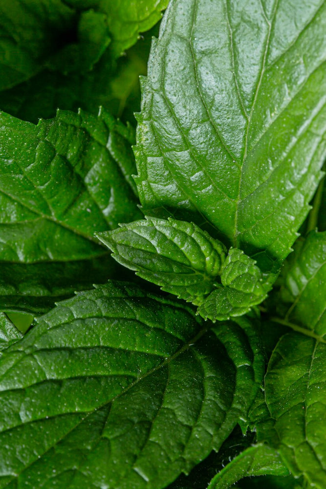 Unveiling the Hidden Power of Spearmint Leaf: Your Secret Weapon for Hormonal Balance
