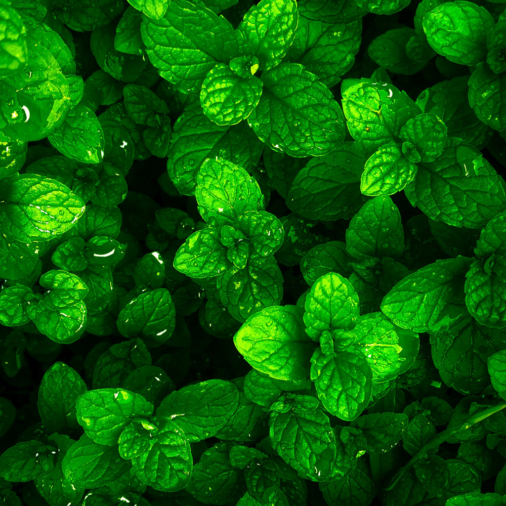 Harnessing the Power of Spearmint: A Natural Ally for PCOS Management