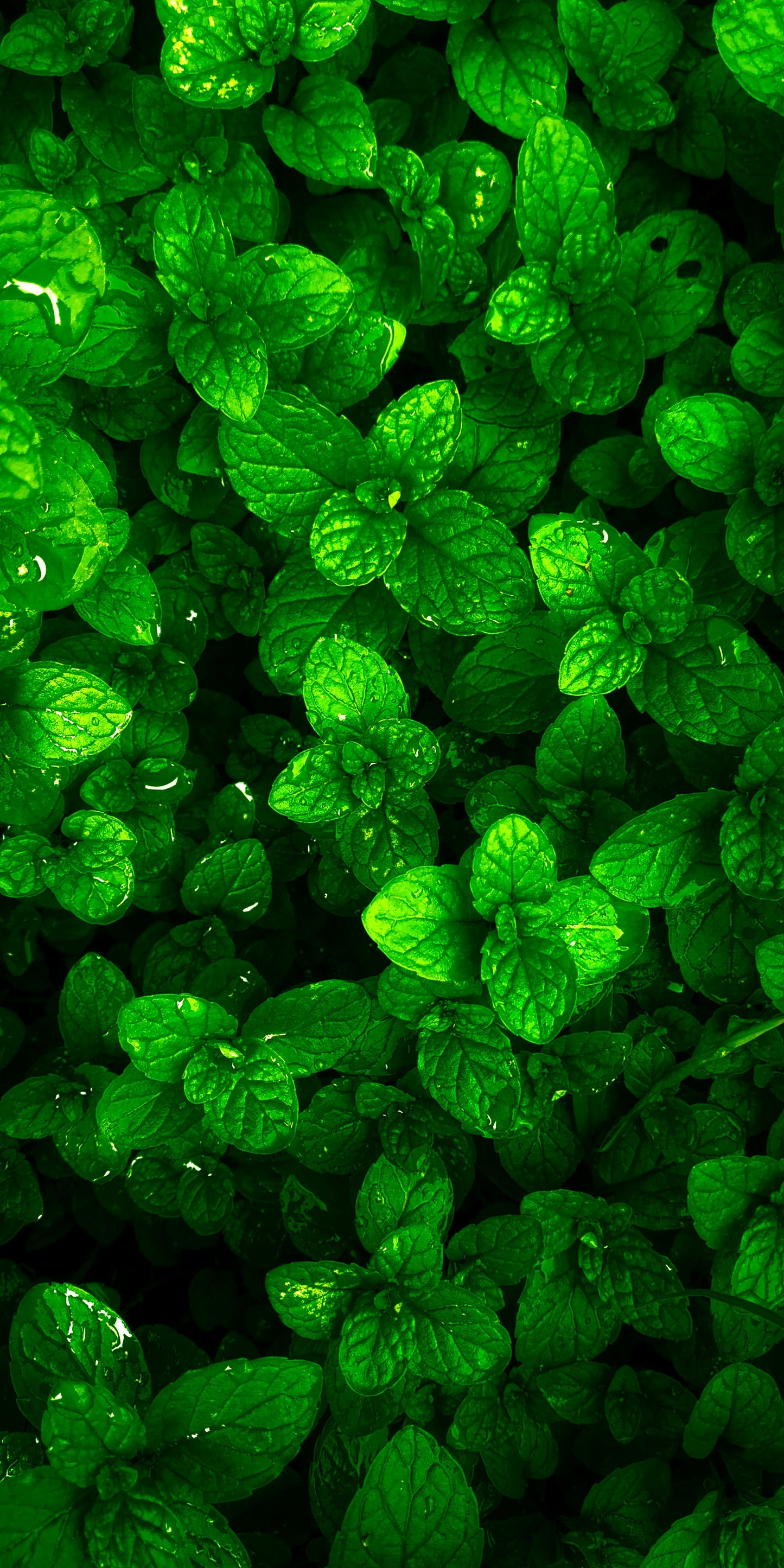 Harnessing the Power of Spearmint: A Natural Ally for PCOS Management
